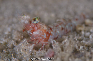 Popped out eyes. Shrimp by Ximena Olds 